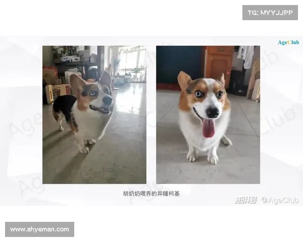 网球比赛中的体能消耗分析及其对运动员表现的影响探讨 网球比赛中的体能消耗分析及其对运动员表现的影响探讨